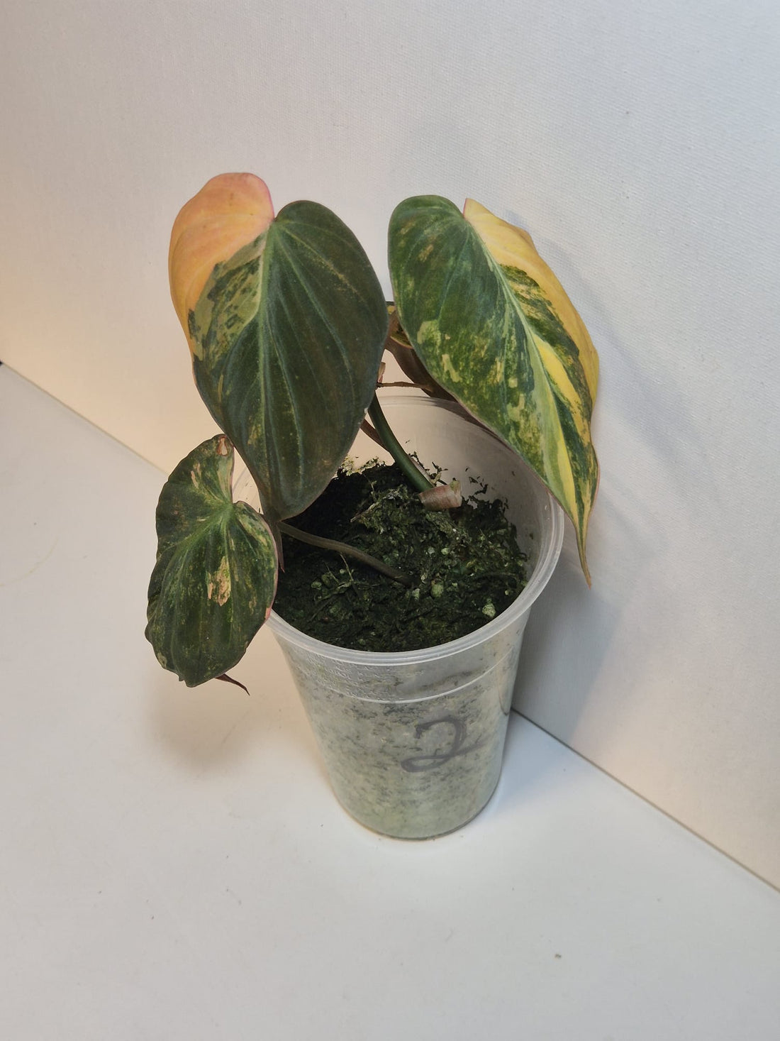 Philodendron Micans Variegata