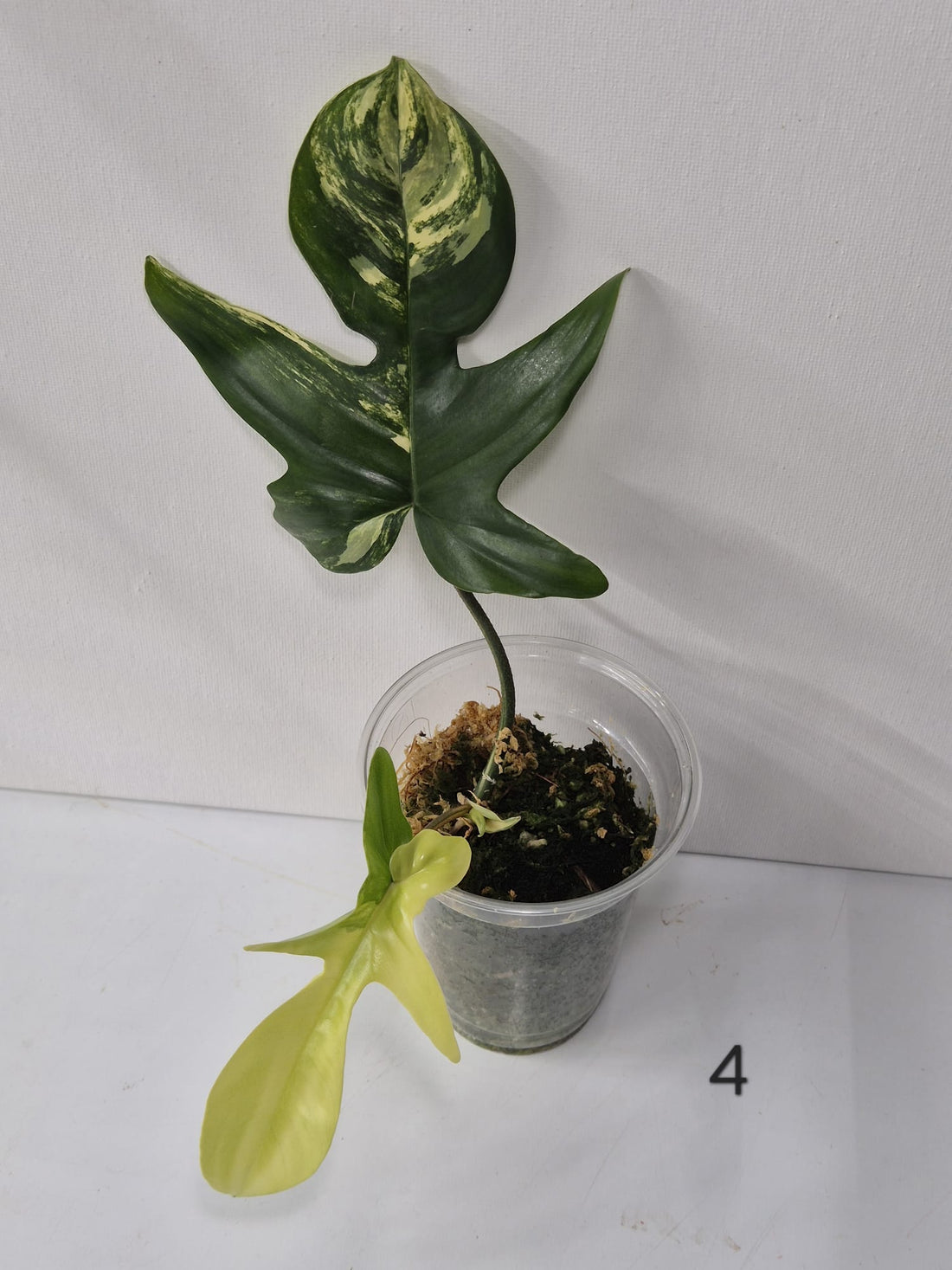Philodendron Florida Beauty Variegata – Kopfstecklinge mit attraktiver Panaschierung