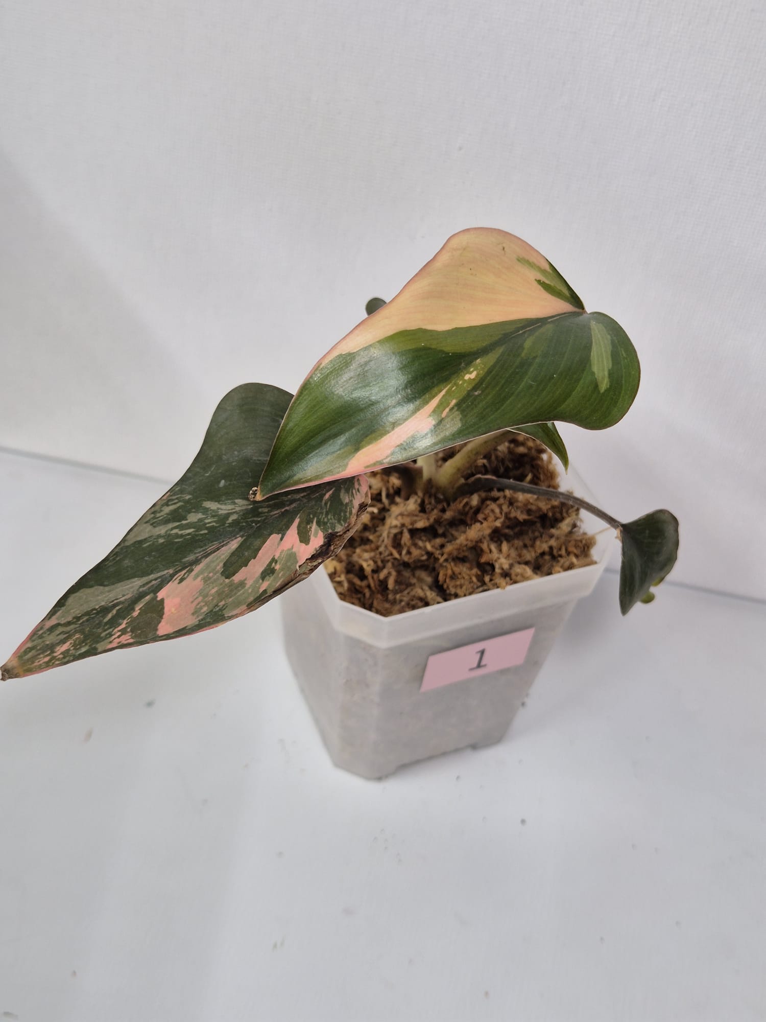 Homalomena Pink Diamond kaufen, Homalomena rosa, Zimmerpflanze mit Panaschierung, Homalomena pflegeleicht, dekorative Zimmerpflanzen, rosa Blattpflanze, Panaschierte Homalomena