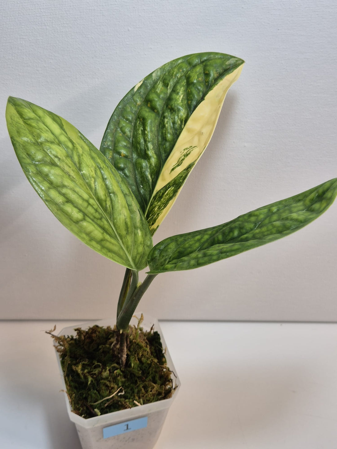 Monstera Karstenianum 'Peru' Variegata