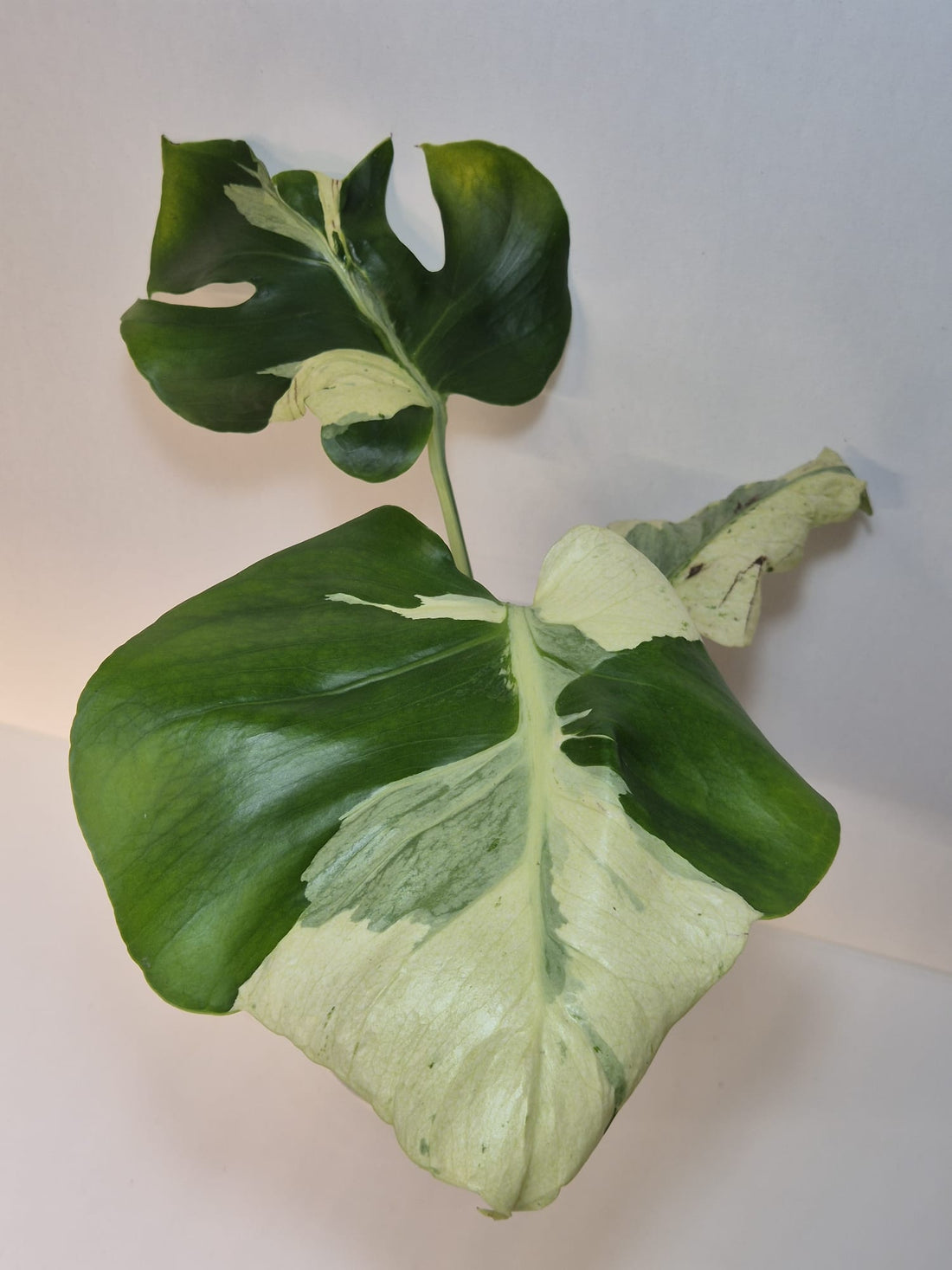 Monstera Deliciosa „Masterpiece“ (Indo)