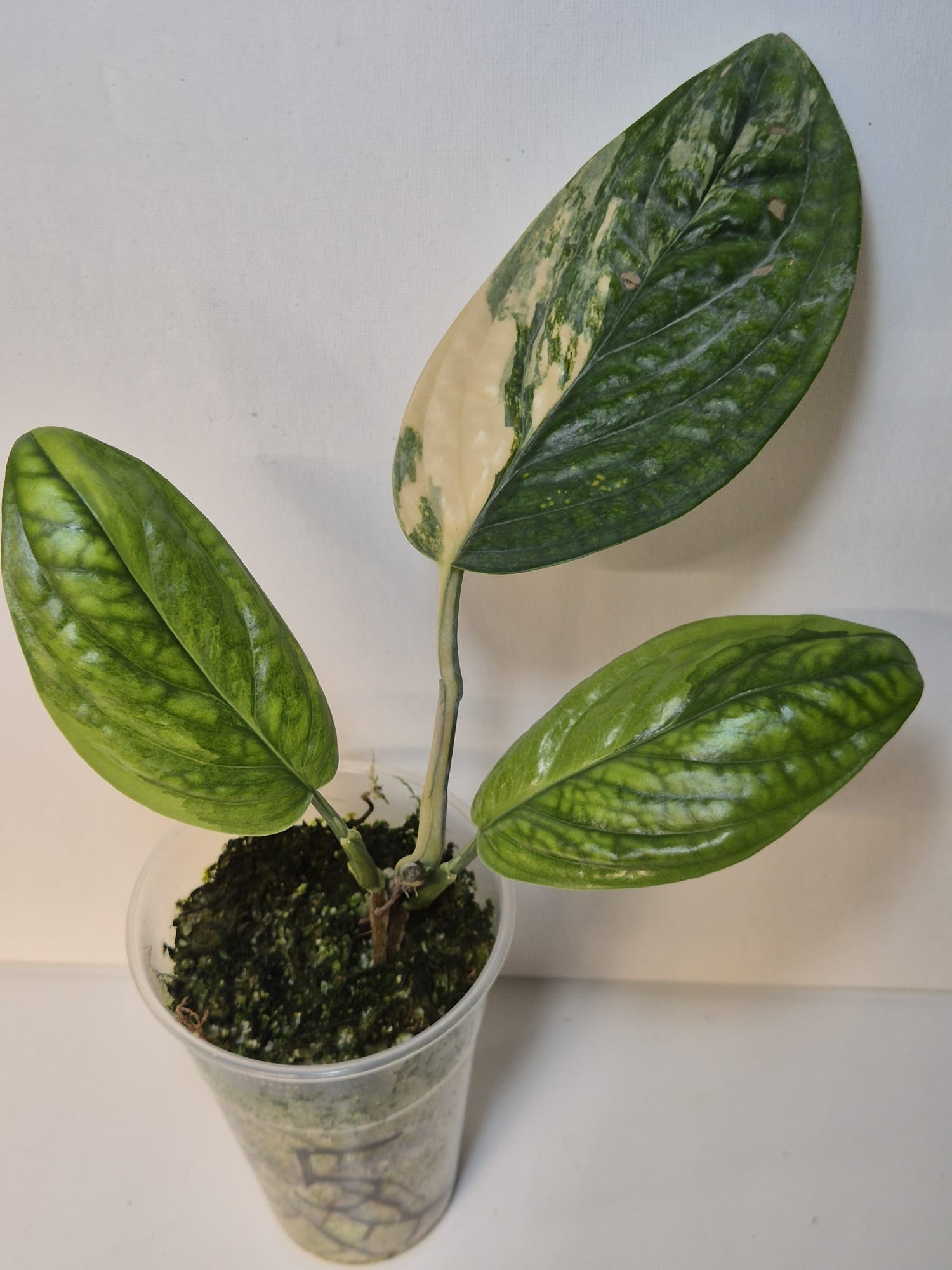 Monstera Karstenianum 'Peru' Variegata
