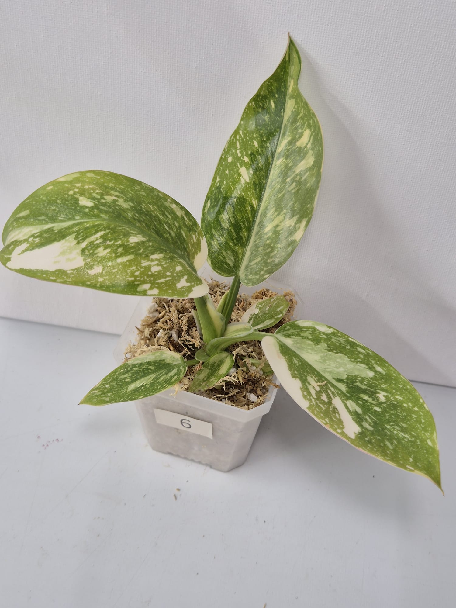 Philodendron Green Congo Variegata