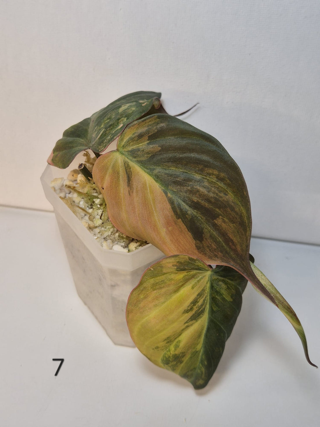 Philodendron Micans Variegata
