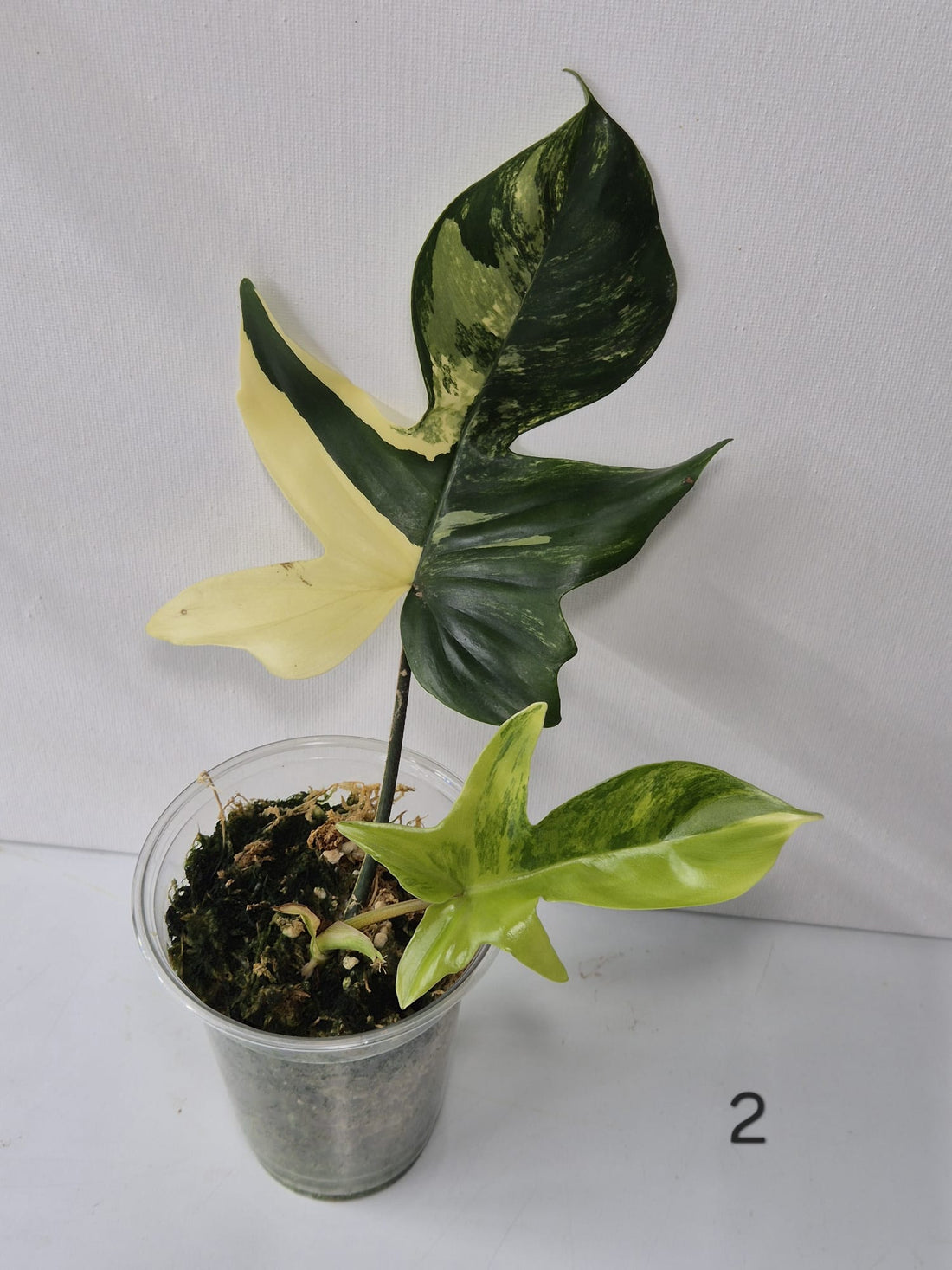 Philodendron Florida Beauty Variegata – Kopfstecklinge mit attraktiver Panaschierung