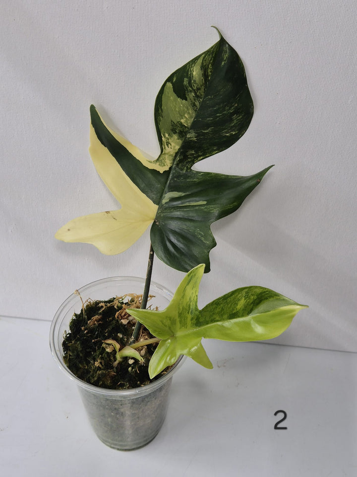 Philodendron Florida Beauty Variegata – Kopfstecklinge mit attraktiver Panaschierung