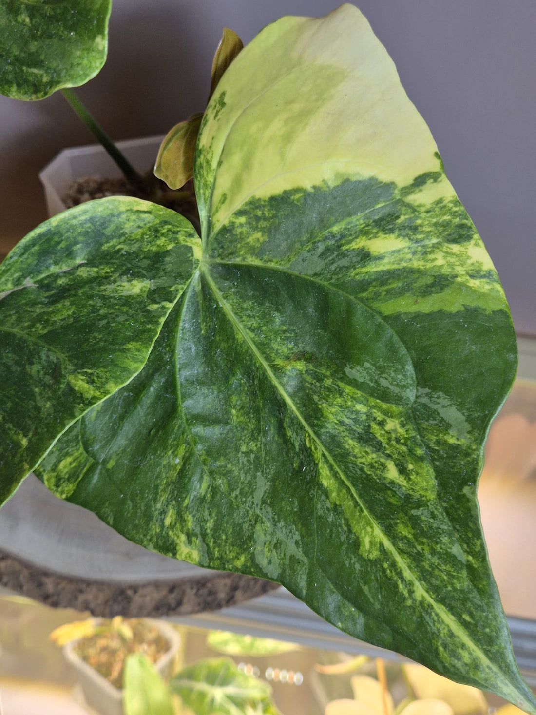 Anthurium Pterodactyl Variegata