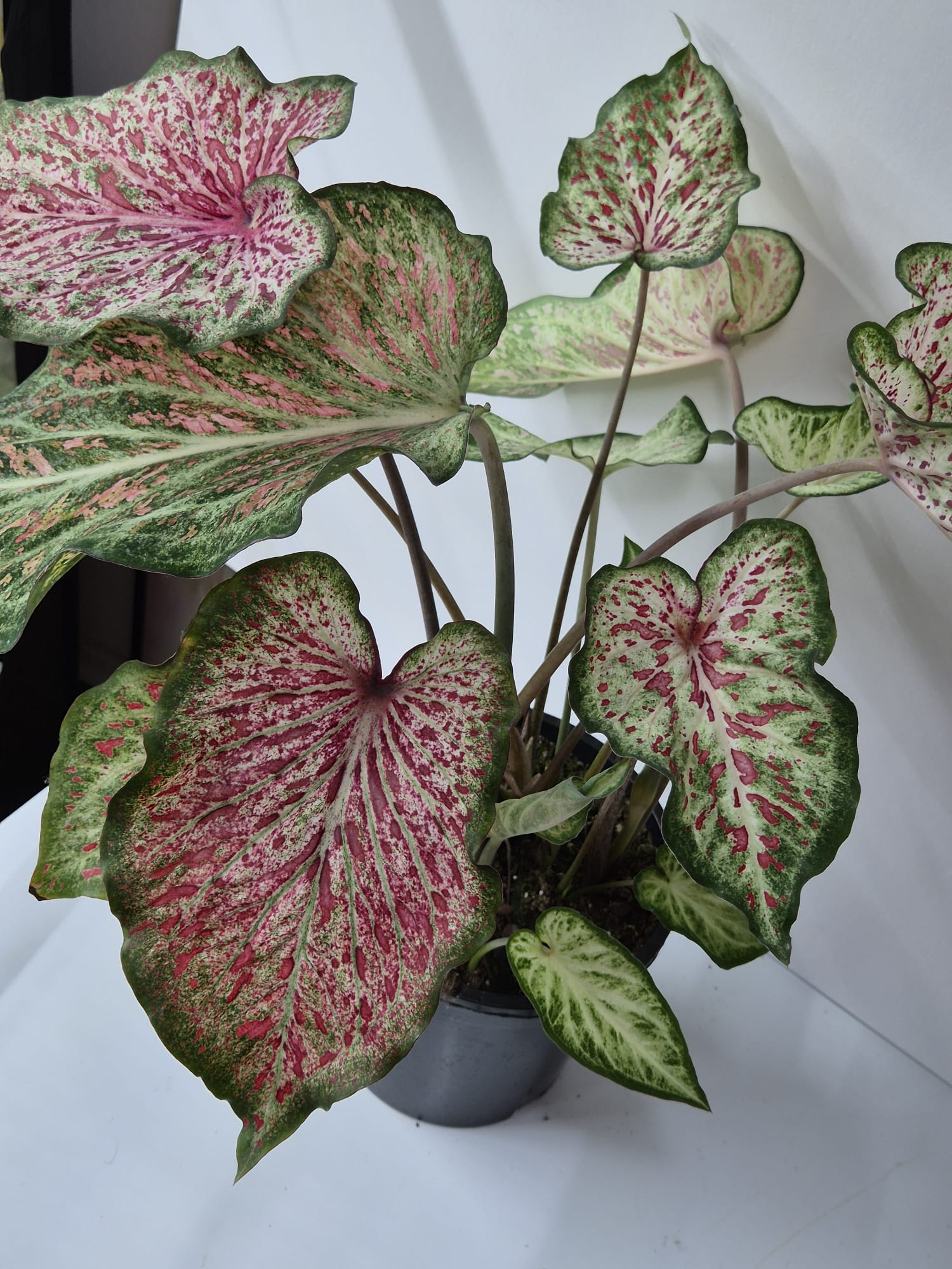 Caladium Gingerland – Zarte Kontraste in Creme, Grün und Pink