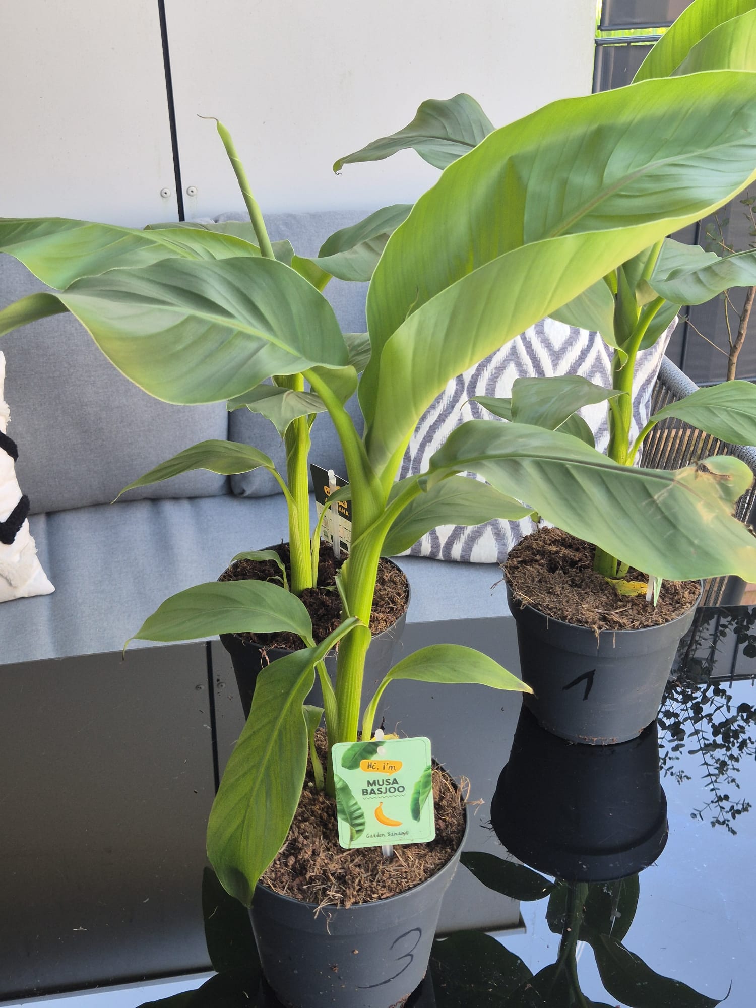 Musa Basjoo kaufen, winterharte Banane, Bananenpflanze Garten, exotische Pflanzen winterhart, Bananenstaude online kaufen, tropische Pflanzen für Terrasse
