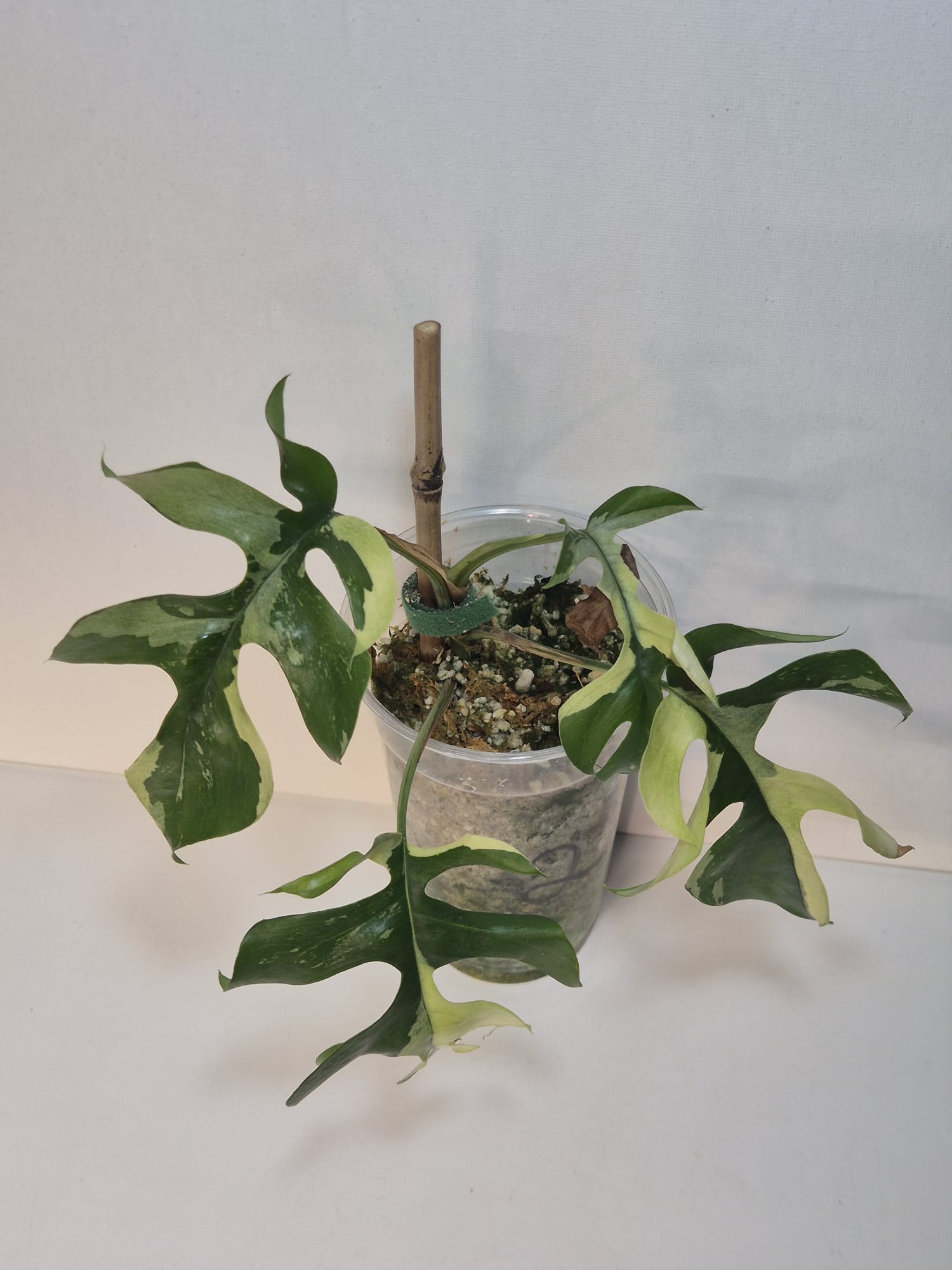 Rhaphidophora tetrasperma variegata – Monstera Minima Variegata