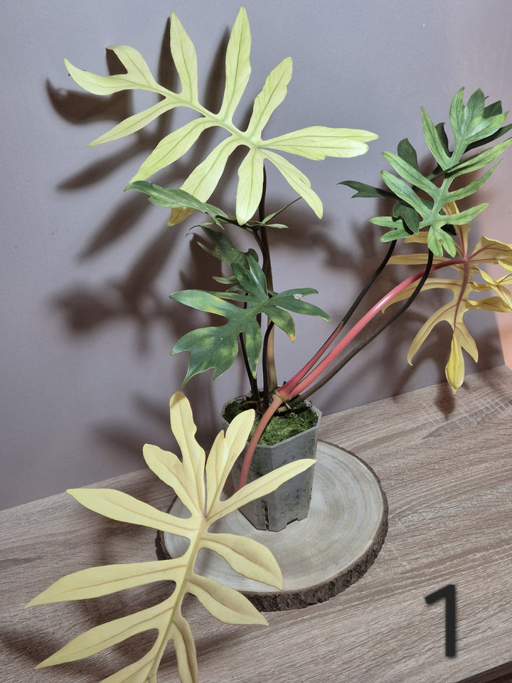 Philodendron Squamiferum x Mayoi