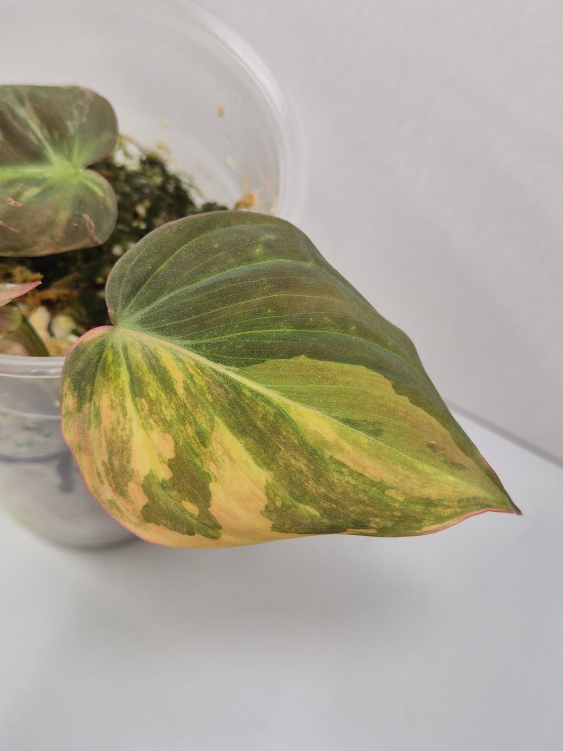 Philodendron Micans Aurea/Pink Variegata