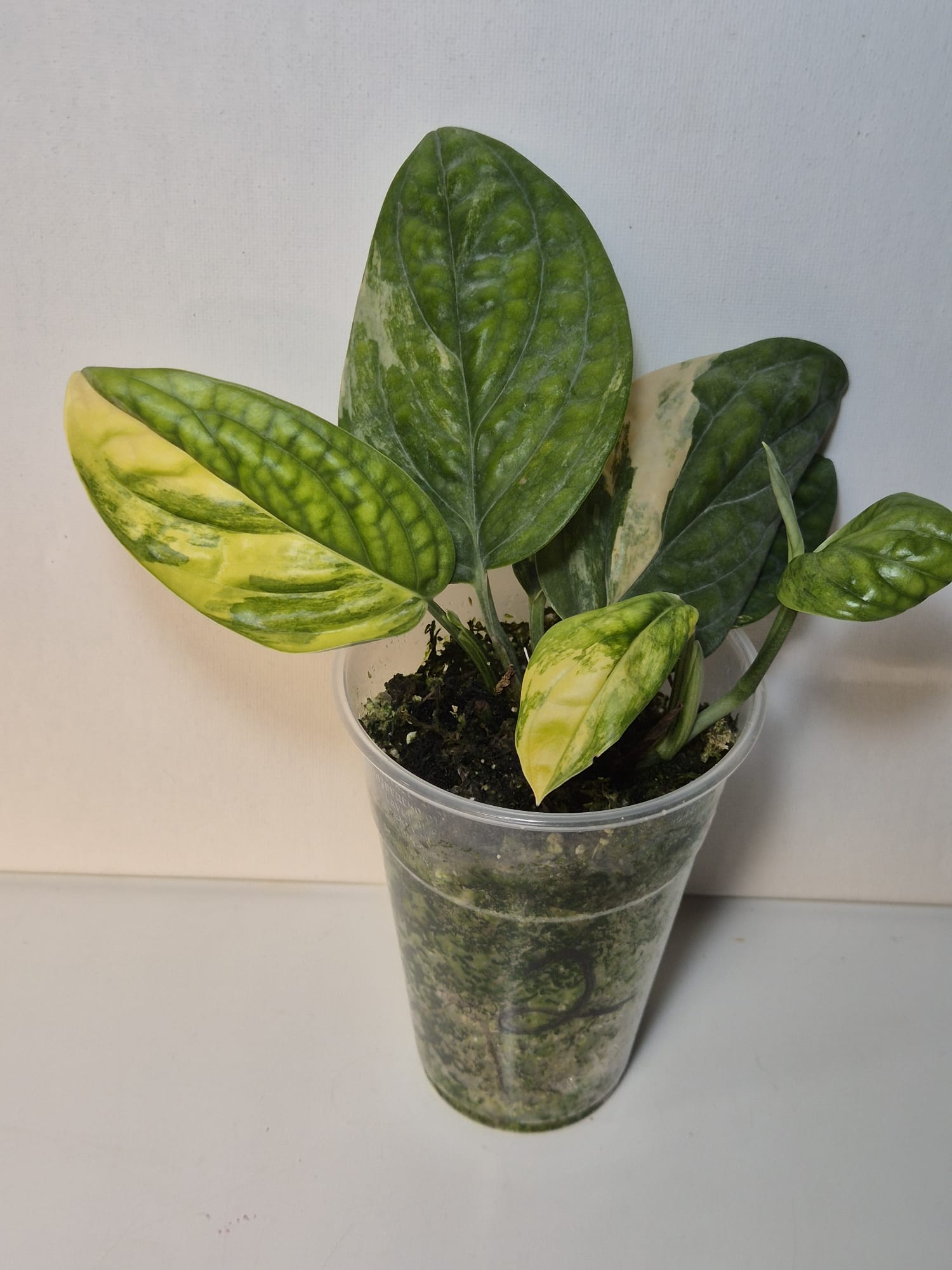 Monstera Karstenianum 'Peru' Variegata