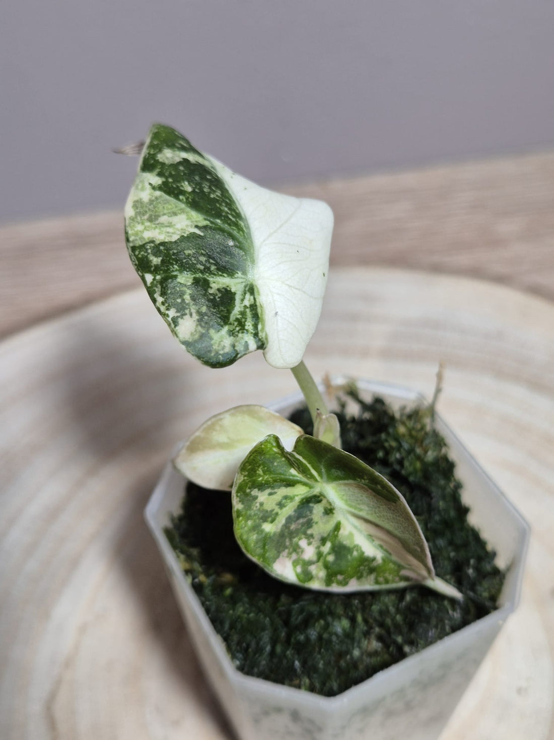 Alocasia Black Velvet Pink Variegata