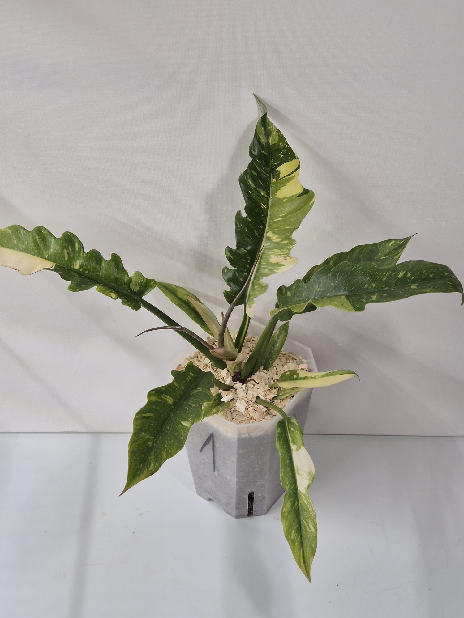 Philodendron Ring of Fire – Farbexplosion im tropischen Blattschnitt