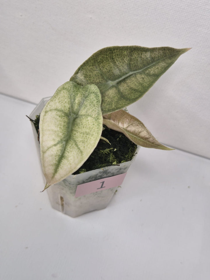 Alocasia Polly Pink Mint/Ghost