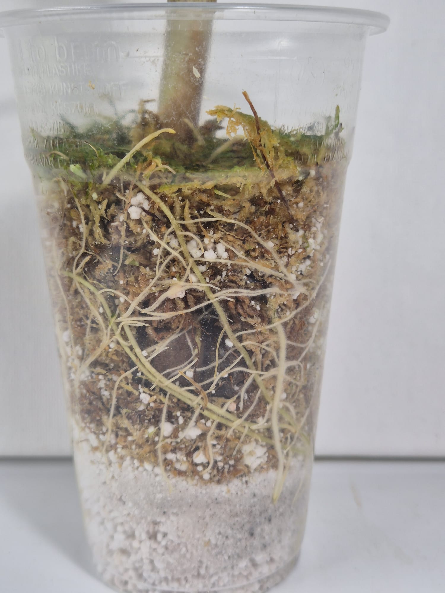 Alocasia Portodora Albo