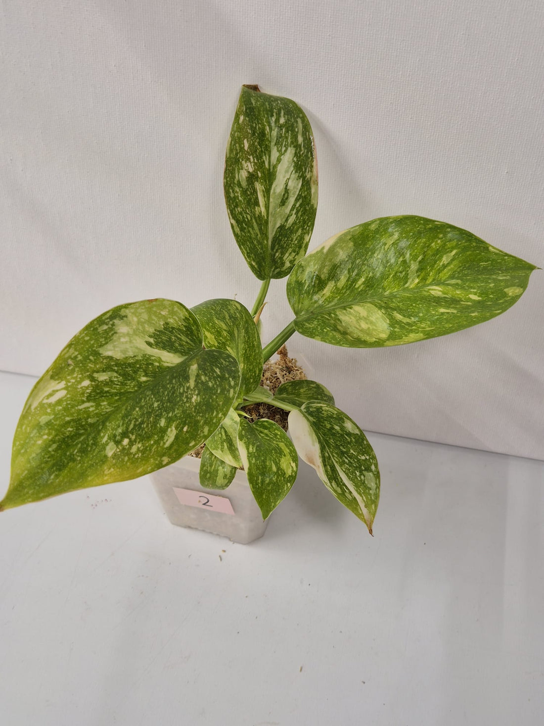 Philodendron Green Congo Variegata