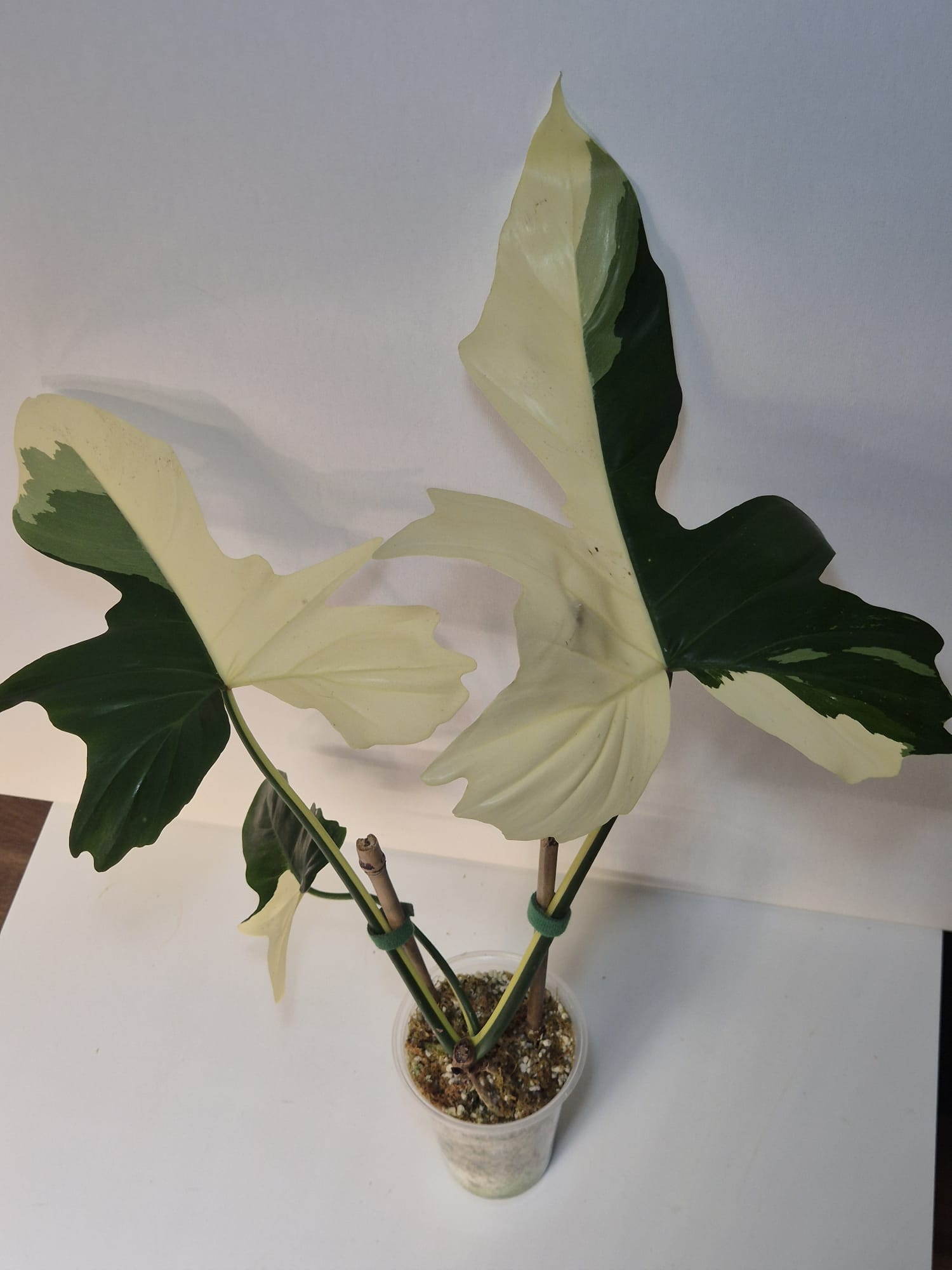Philodendron Golden Dragon Variegata