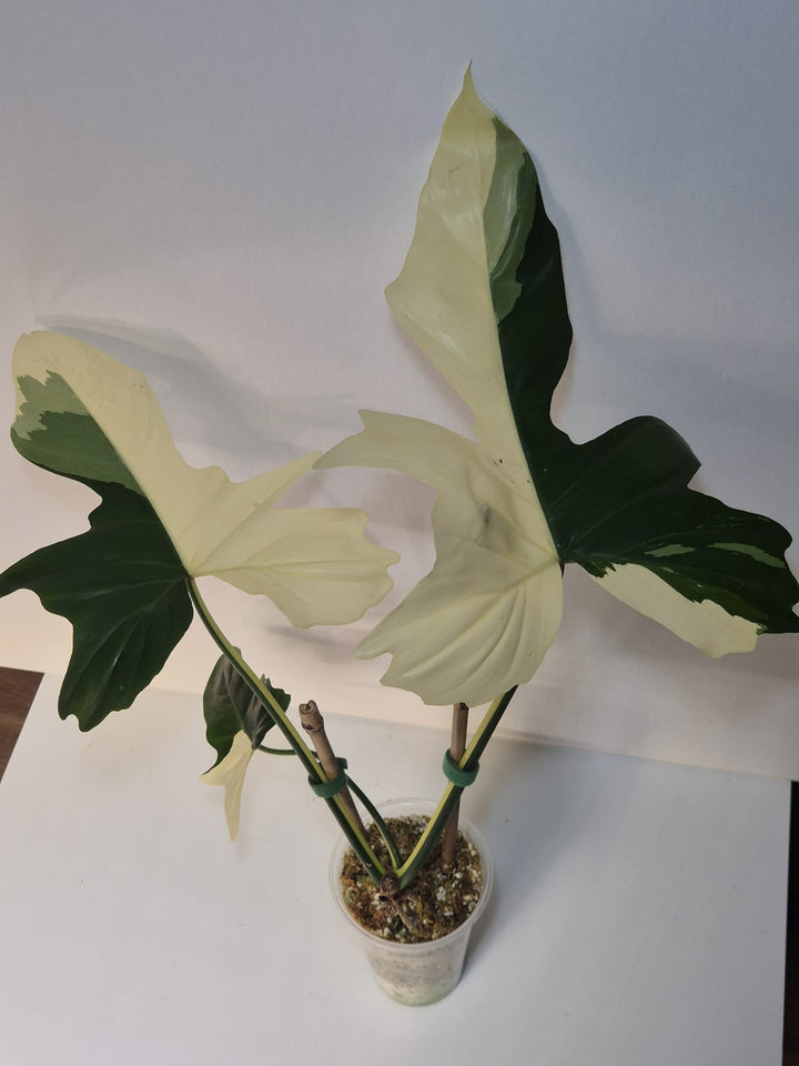 Philodendron Golden Dragon Variegata
