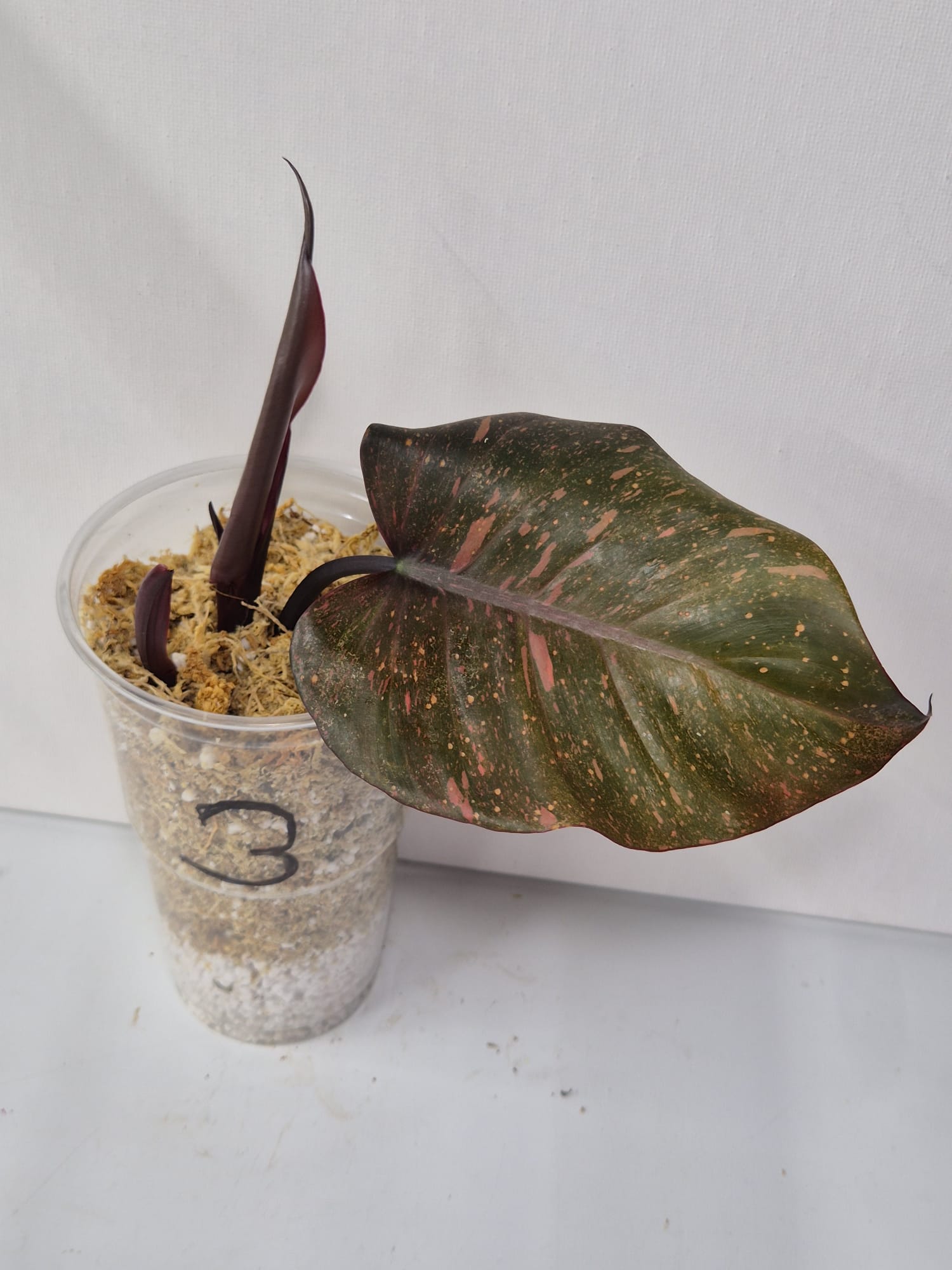 Philodendron Orange Princess Variegata – Kopfsteckling mit attraktiver Panaschierung