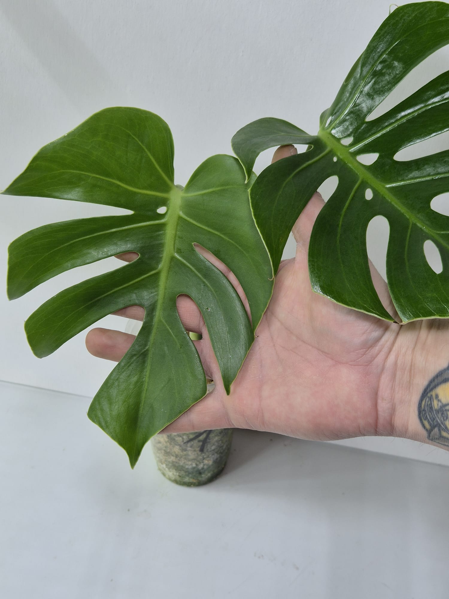 Monstera Compacta Kopfstecklinge