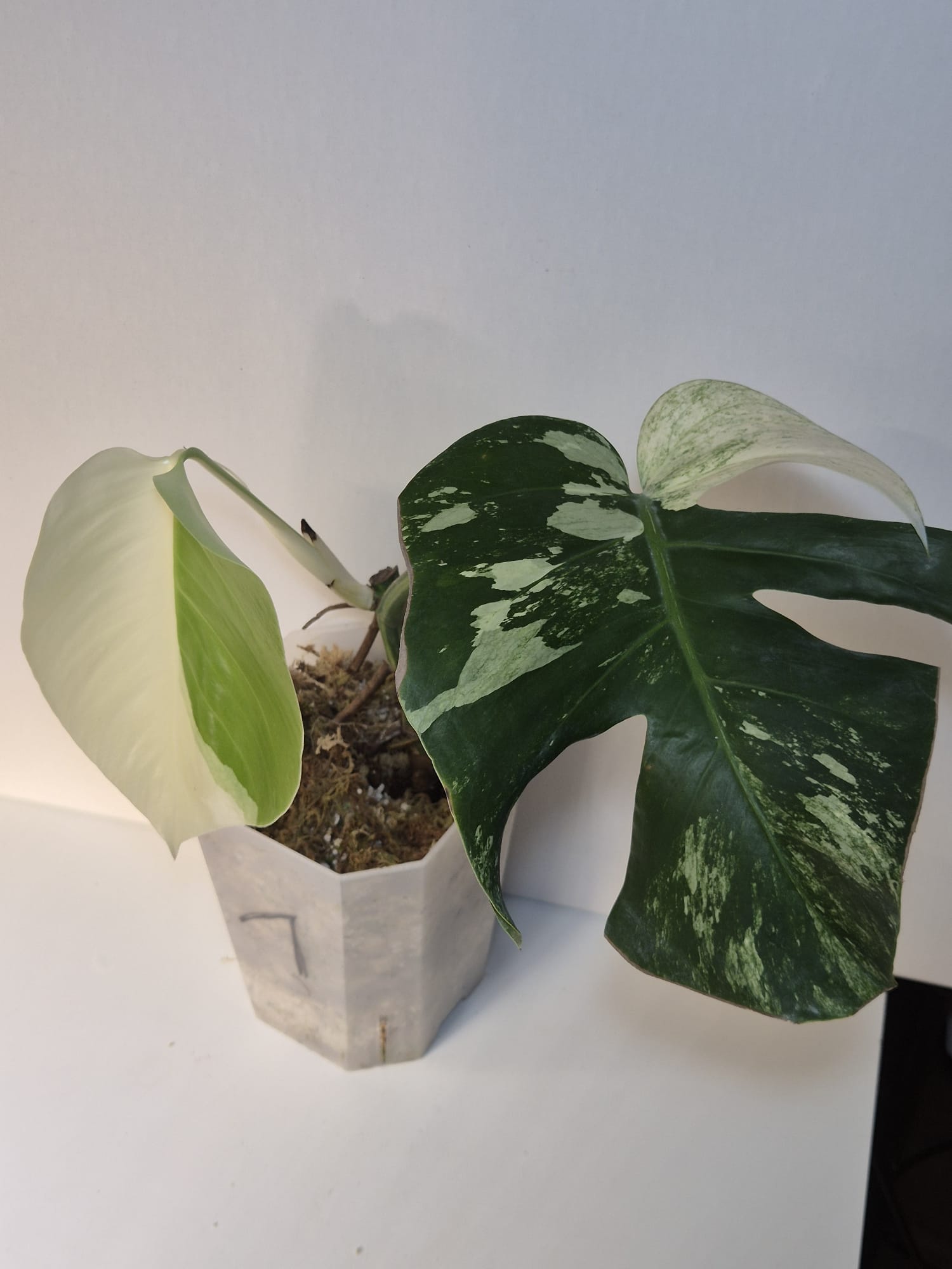 Monstera Jungle Mint ( Base )