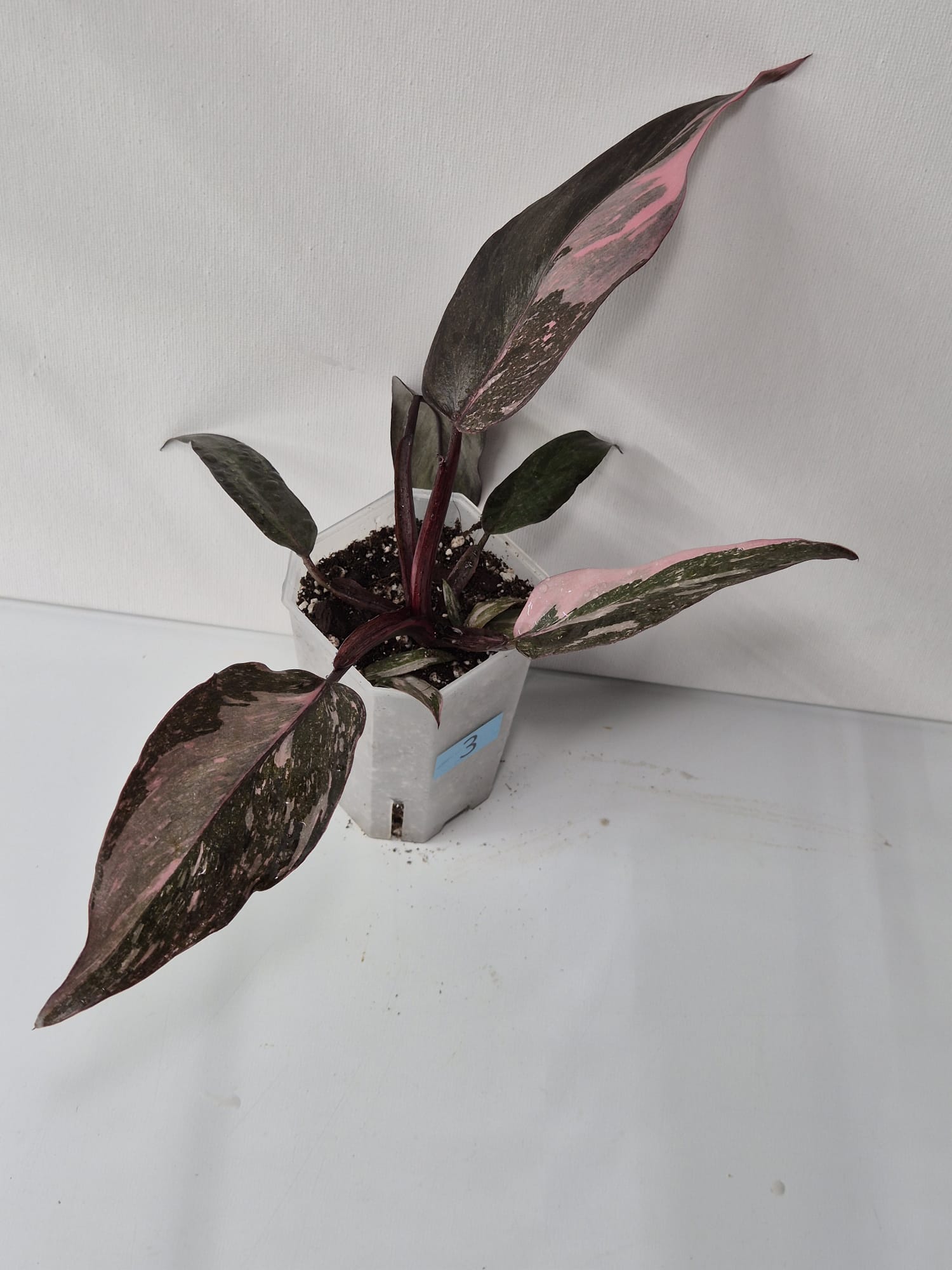 Philodendron Pink Princess Galaxy – dekorative Zimmerpflanze mit einzigartigem Farbspiel
