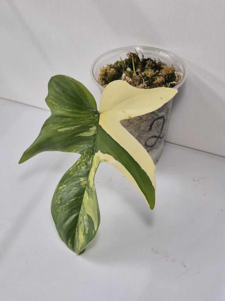 Philodendron Florida Beauty Variegata – Kopfstecklinge mit attraktiver Panaschierung