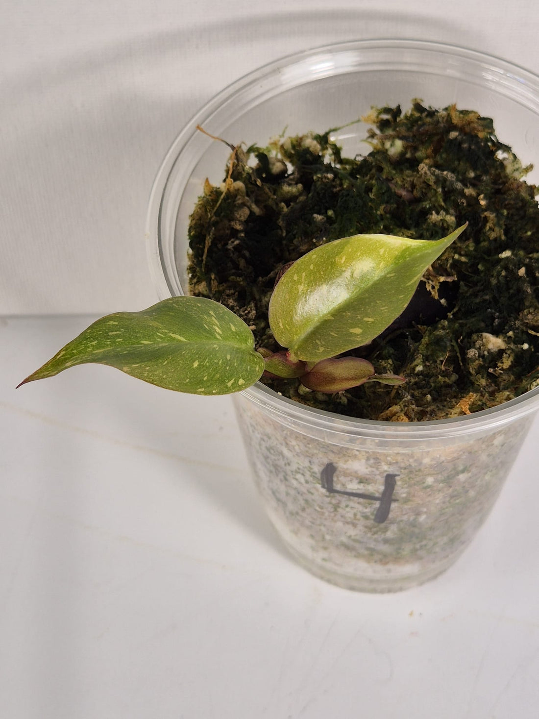 Philodendron Orange Princess Variegata Stammstecklinge