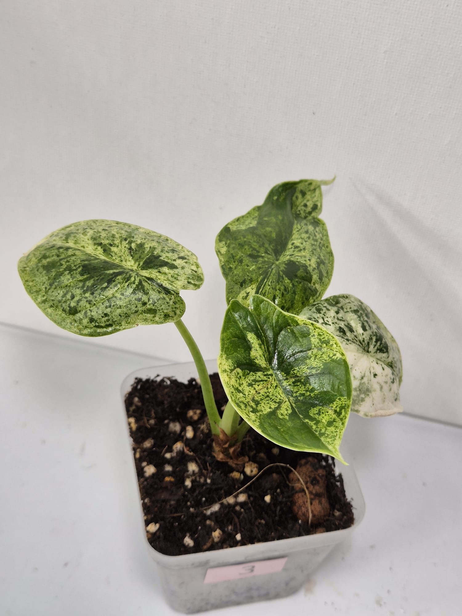 Alocasia Dragon Scale kaufen, Alocasia Mint, Dragon Scale Mint, Alocasia mit Struktur, mintgrüne Zimmerpflanze, exotische Zimmerpflanzen, Alocasia pflegeleicht