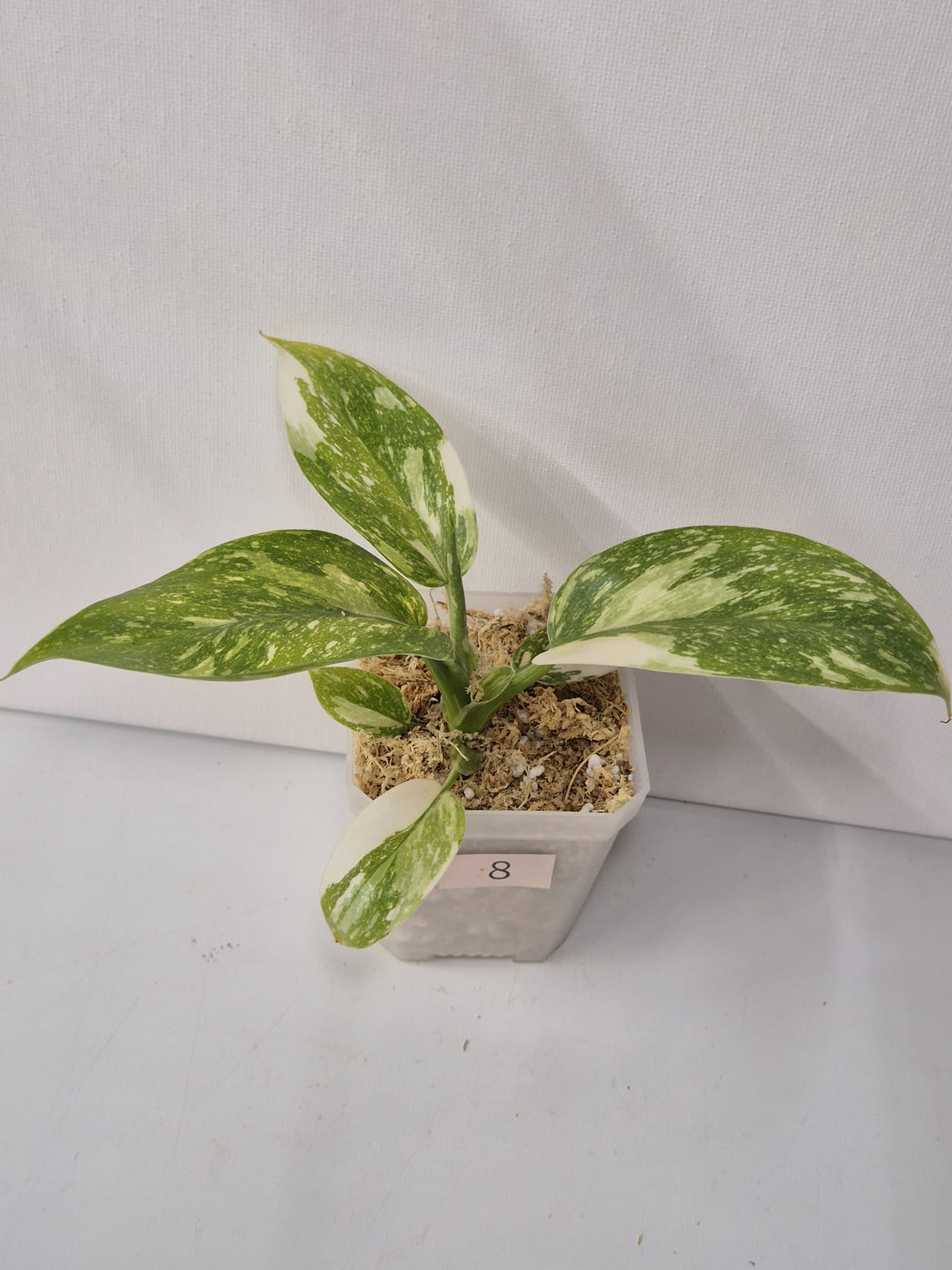 Philodendron Green Congo Variegata