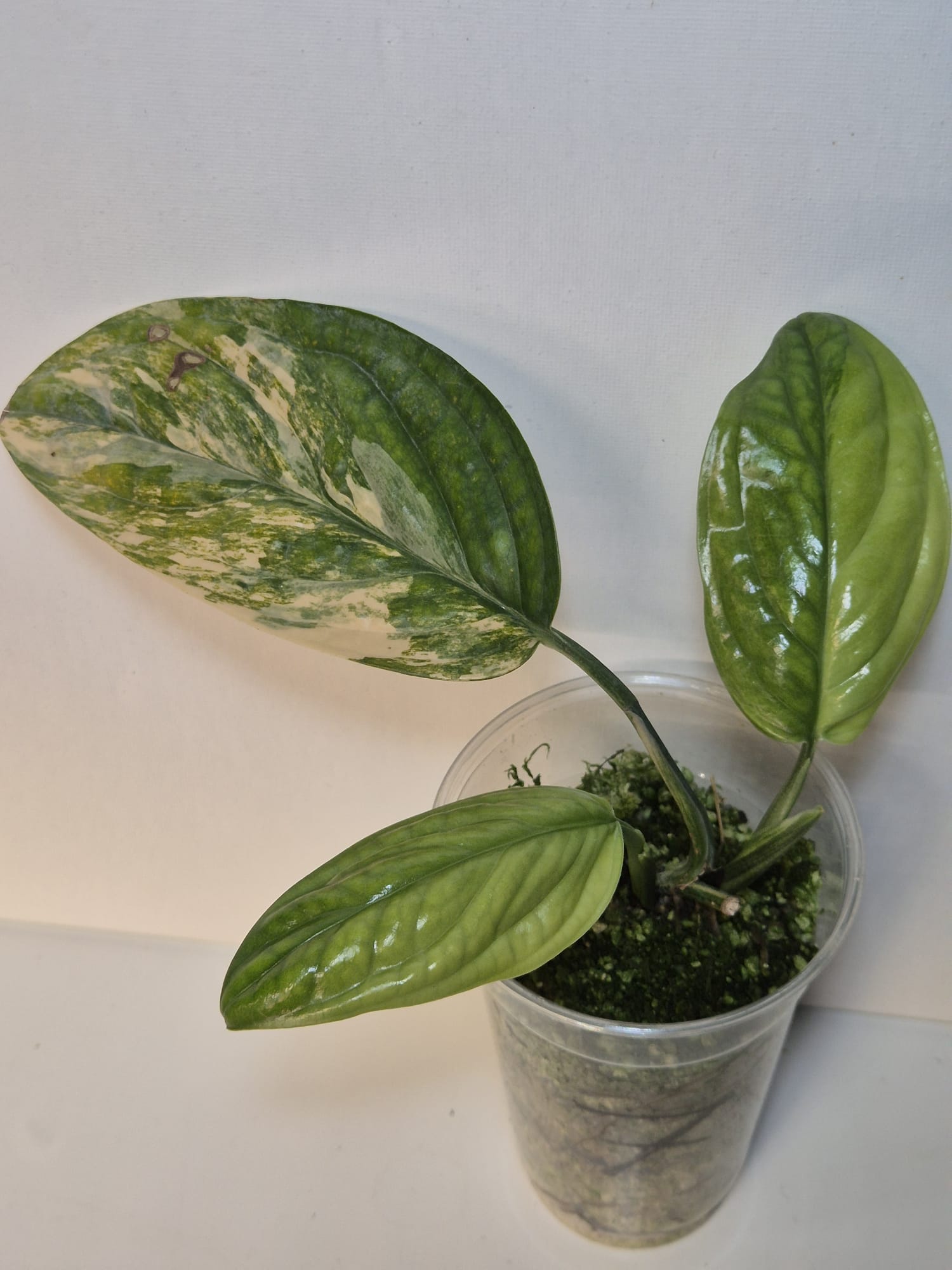 Monstera Karstenianum 'Peru' Variegata