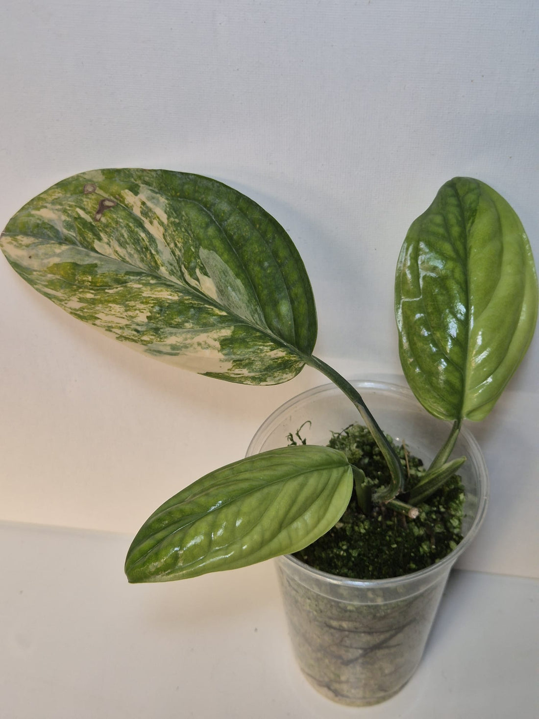 Monstera Karstenianum 'Peru' Variegata