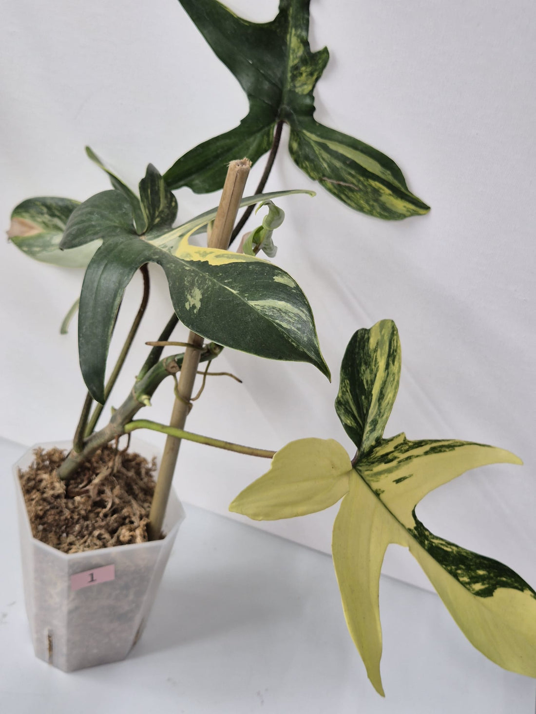 Philodendron Florida Beauty kaufen, Philodendron Variegata, panaschierter Philodendron, seltene Kletterpflanze, tropische Zimmerpflanzen, dekorative Blattpflanzen, Florida Beauty Philodendron