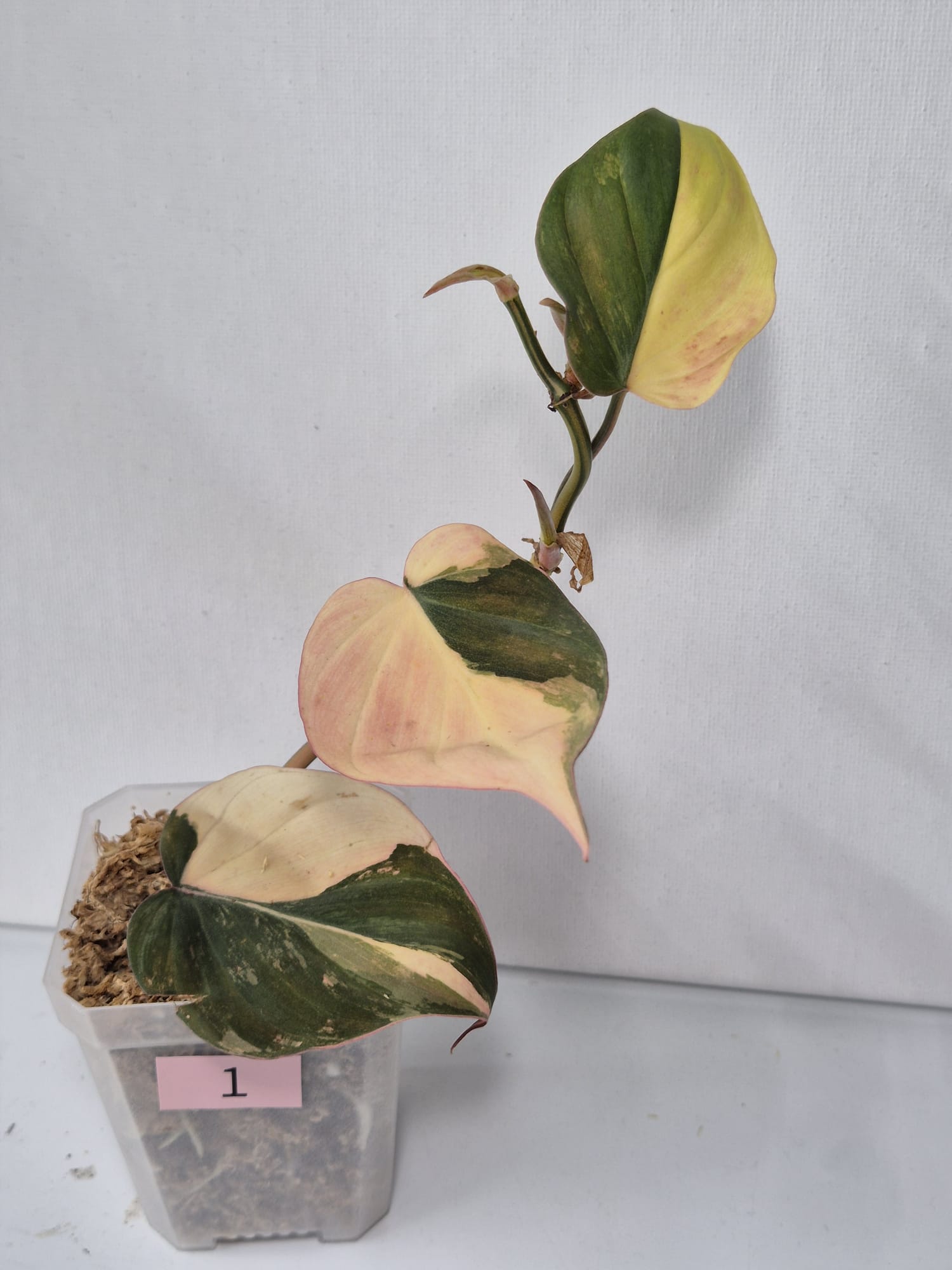 Philodendron Micans Pink Variegata – Samtweiche Blätter mit zartem Rosa