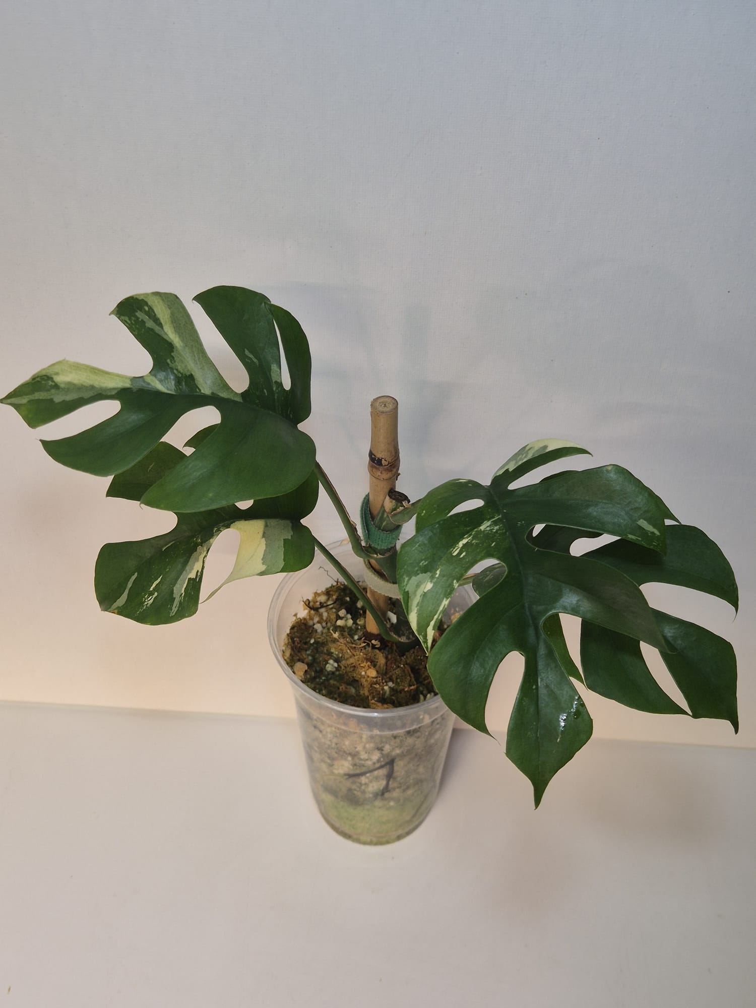 Rhaphidophora tetrasperma variegata – Monstera Minima Variegata