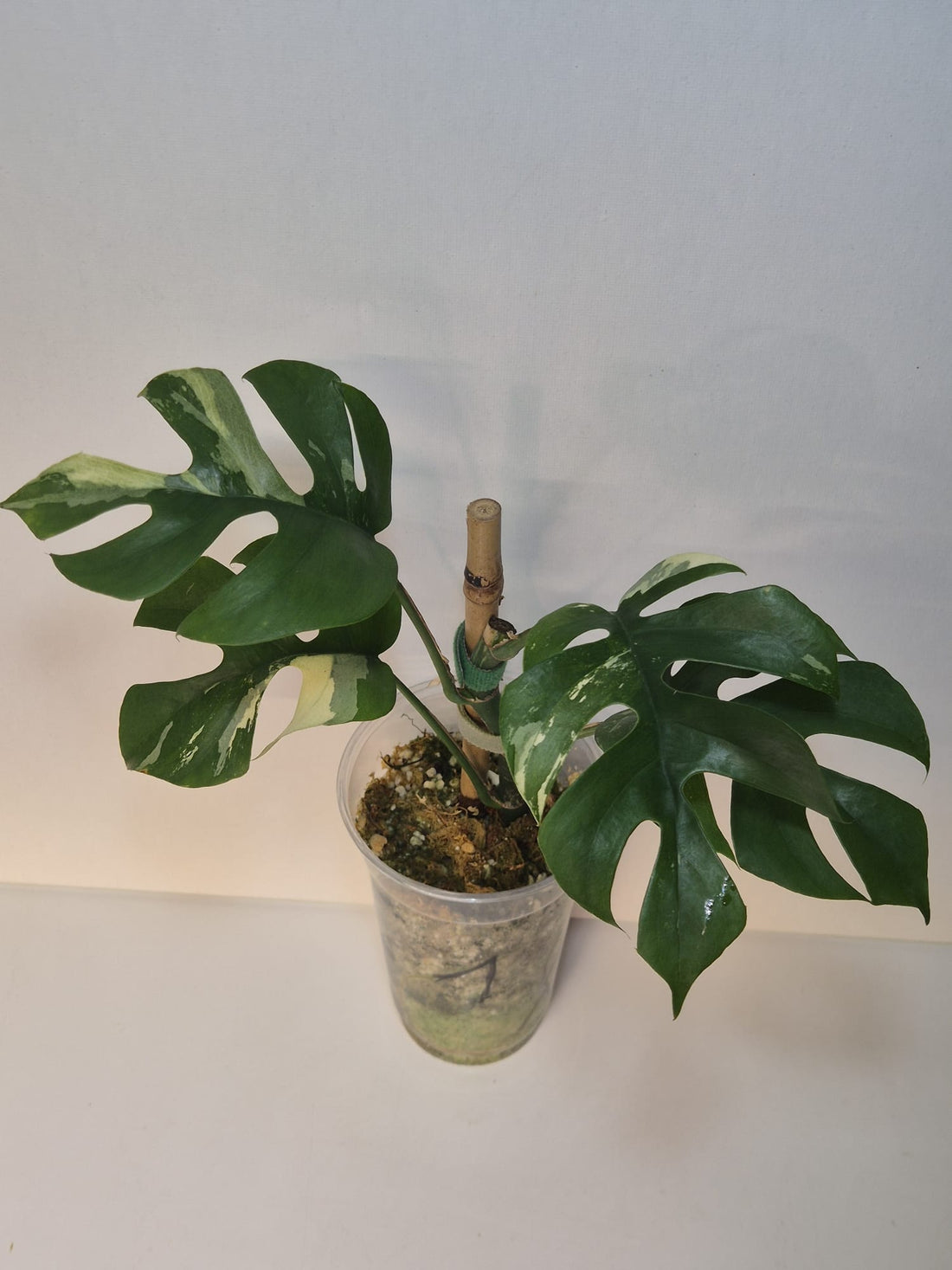 Rhaphidophora tetrasperma variegata – Monstera Minima Variegata