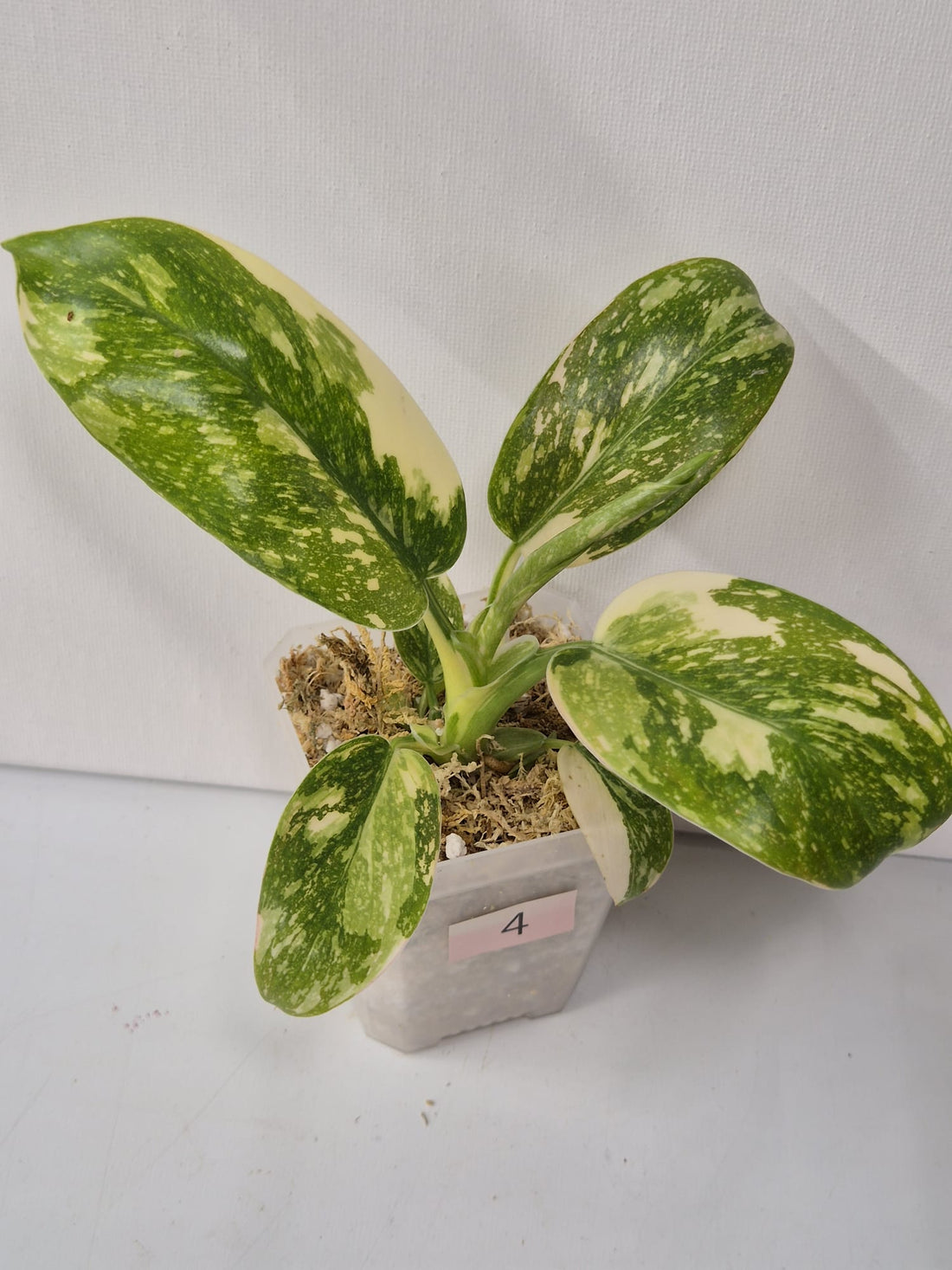 Philodendron Green Congo Variegata