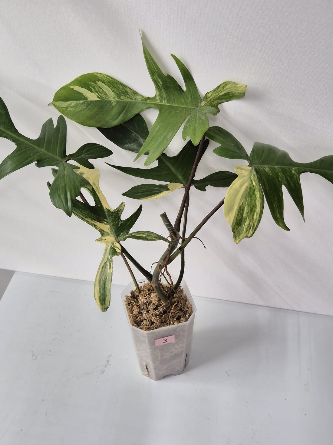 Philodendron Florida Beauty kaufen, Philodendron Variegata, panaschierter Philodendron, seltene Kletterpflanze, tropische Zimmerpflanzen, dekorative Blattpflanzen, Florida Beauty Philodendron