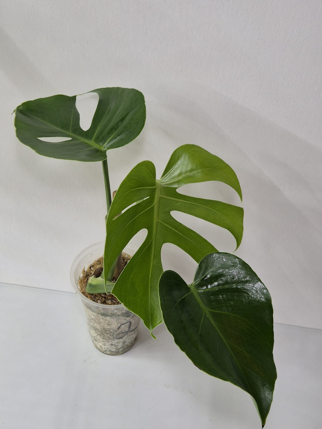 Monstera Compacta Kopfstecklinge