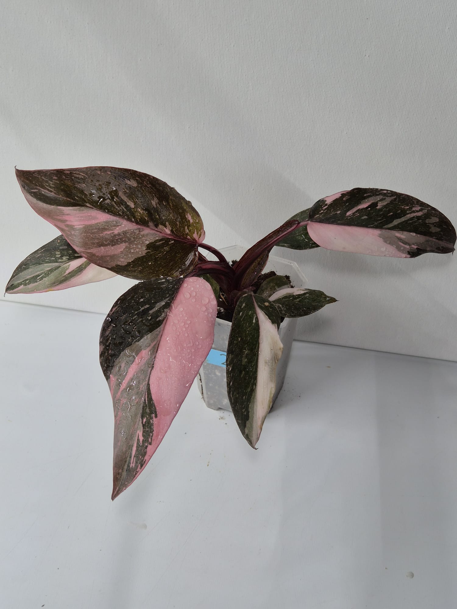 Philodendron Pink Princess Galaxy – dekorative Zimmerpflanze mit einzigartigem Farbspiel