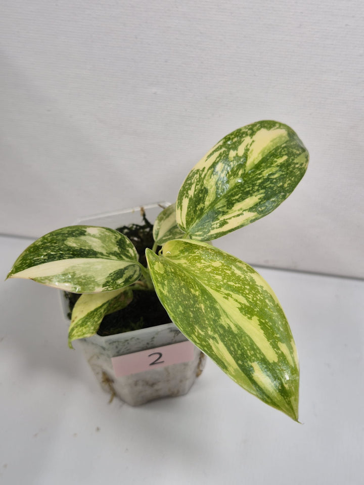Philodendron Green Congo Variegata