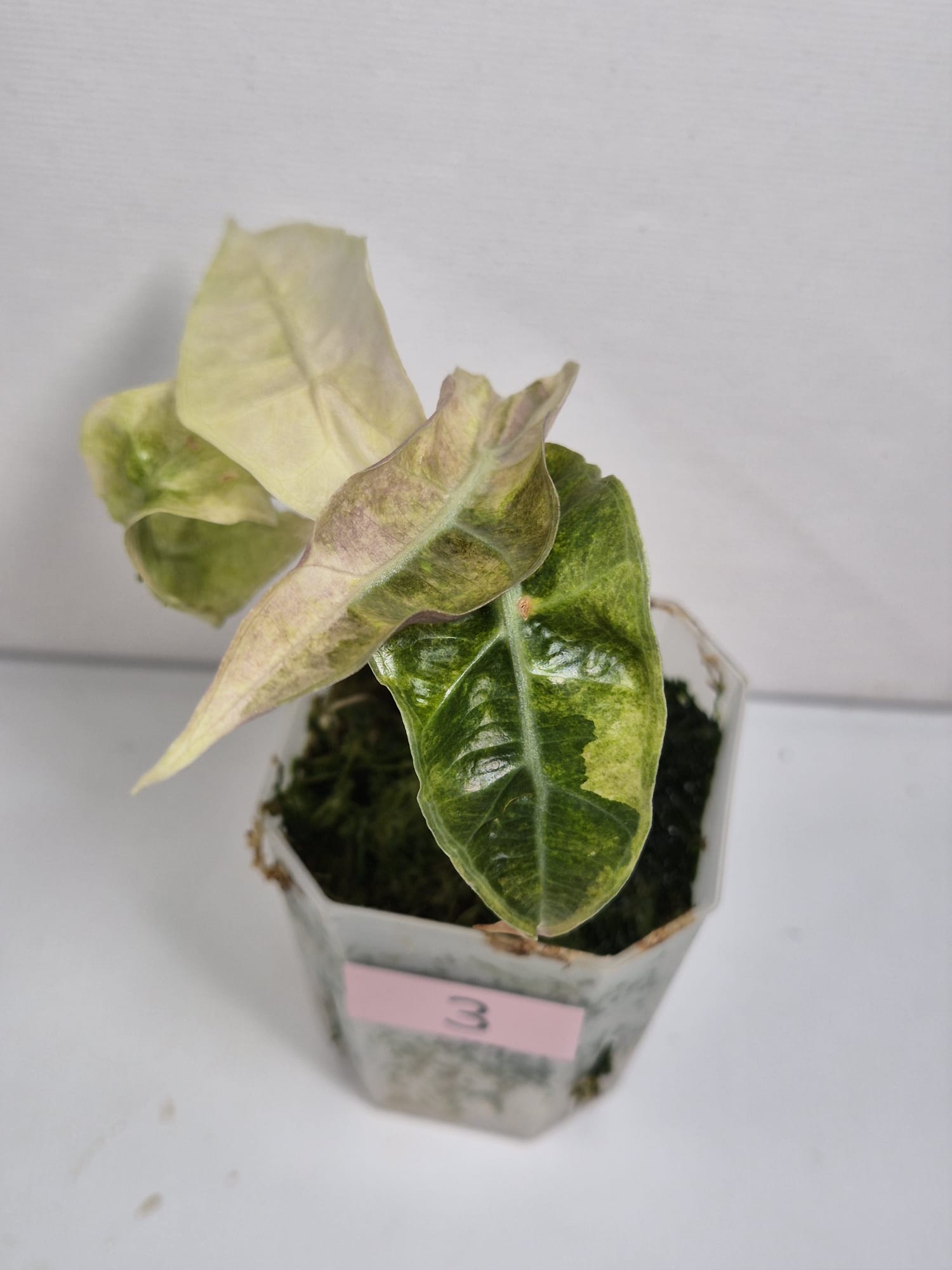 Alocasia Polly Variegata