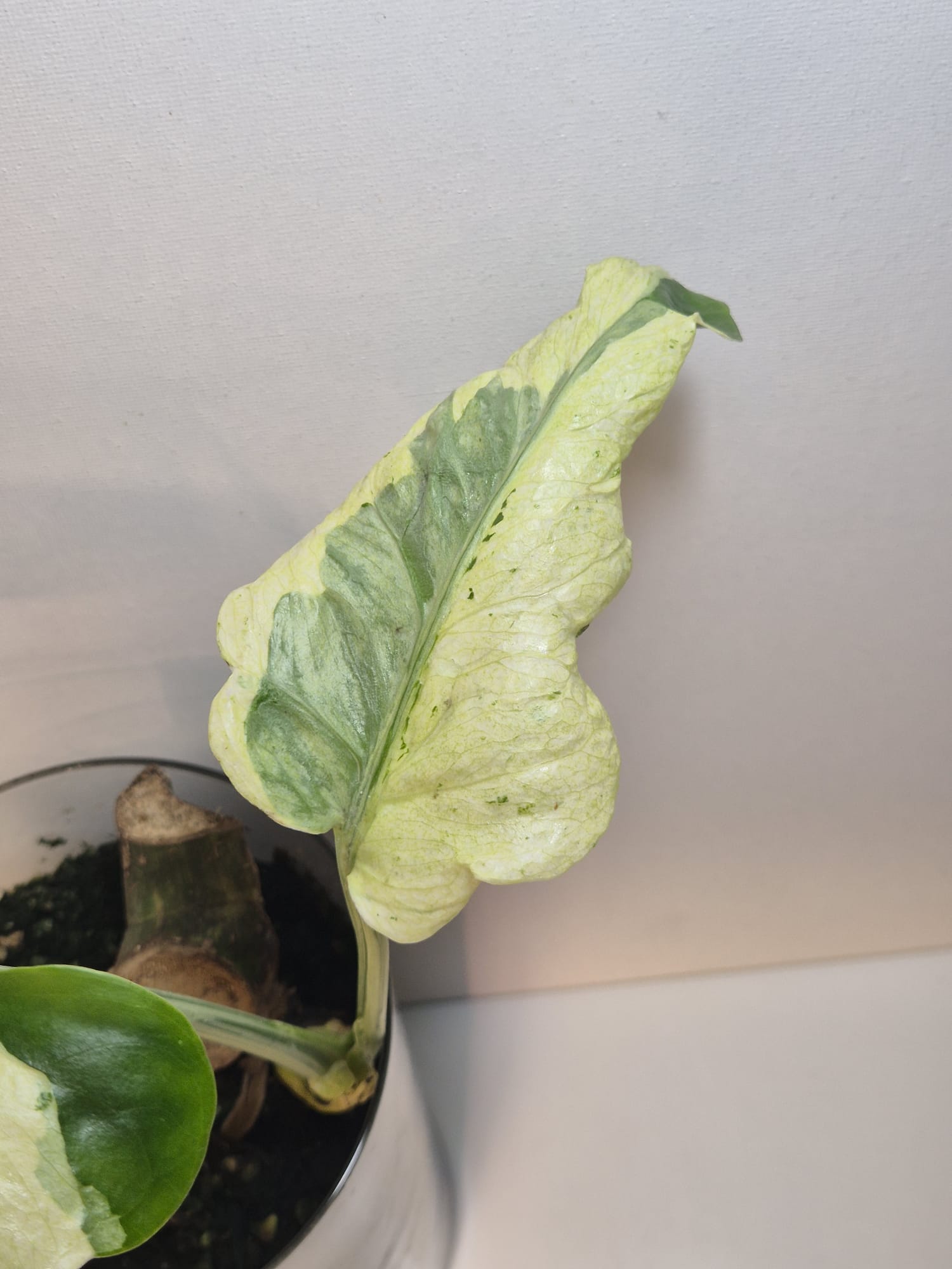 Monstera Deliciosa „Masterpiece“ (Indo)
