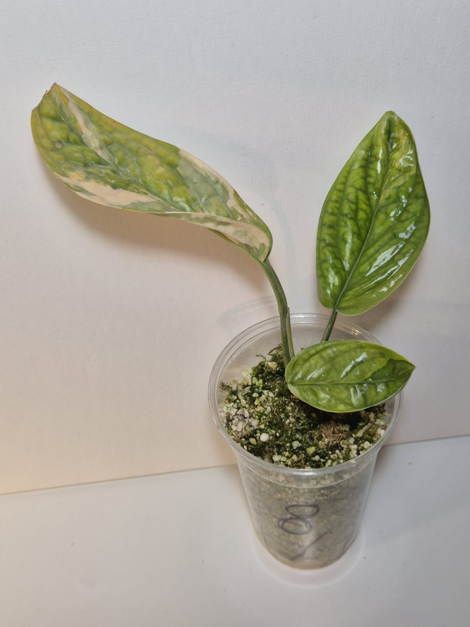 Monstera Karstenianum 'Peru' Variegata
