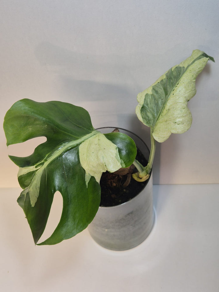 Monstera Deliciosa „Masterpiece“ (Indo)