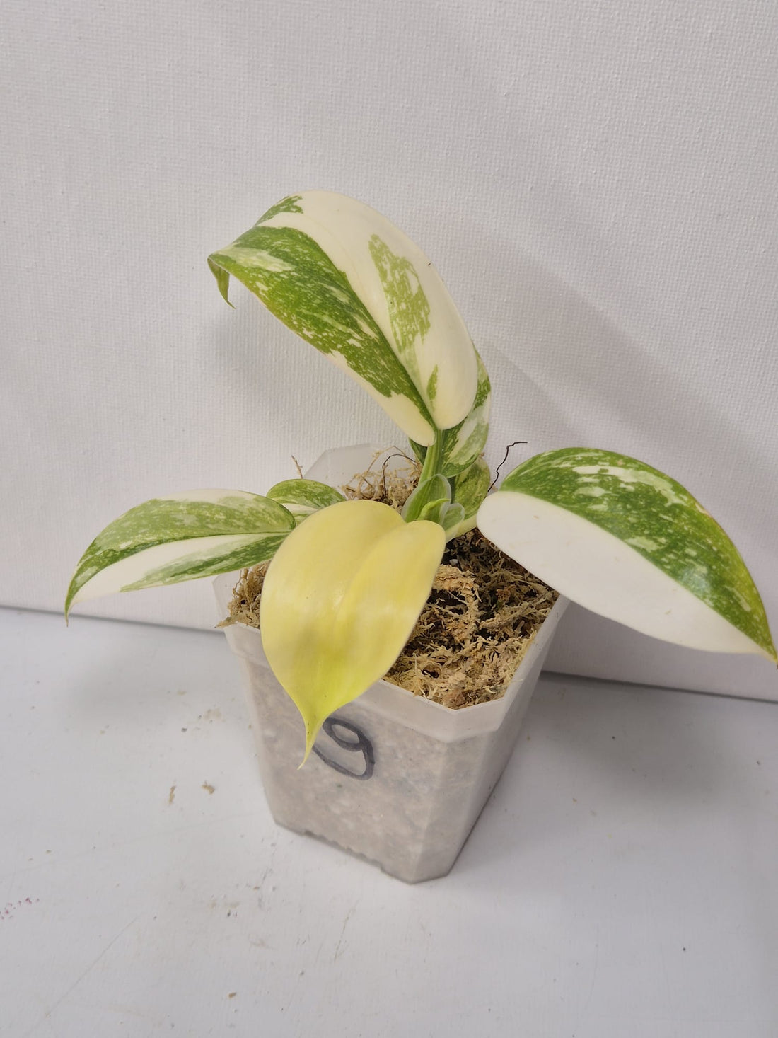 Philodendron Green Congo Variegata