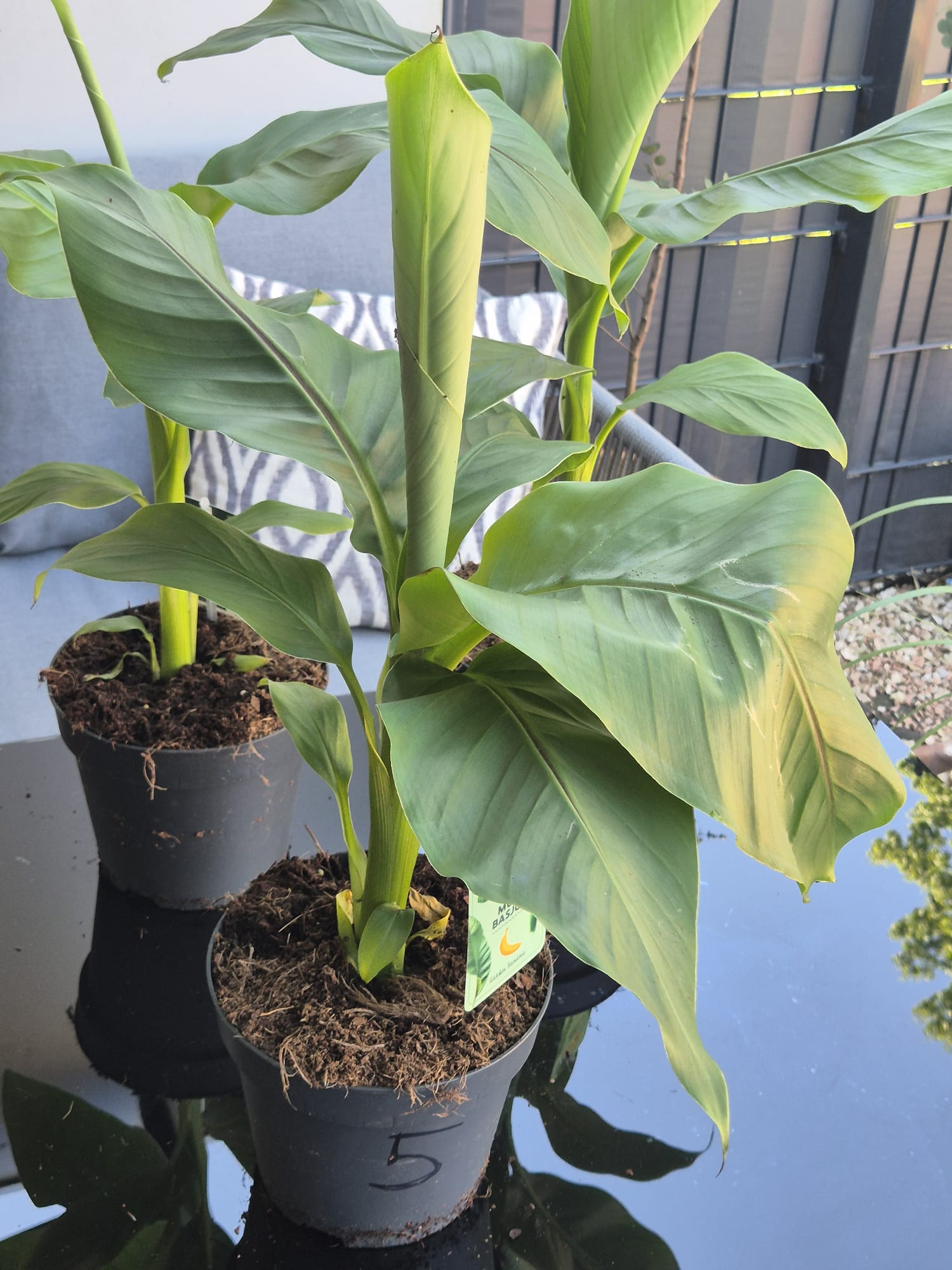 Musa Basjoo kaufen, winterharte Banane, Bananenpflanze Garten, exotische Pflanzen winterhart, Bananenstaude online kaufen, tropische Pflanzen für Terrasse