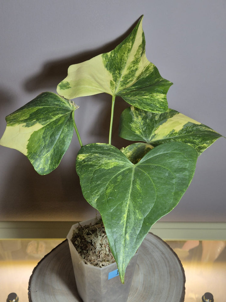 Anthurium Pterodactyl Variegata